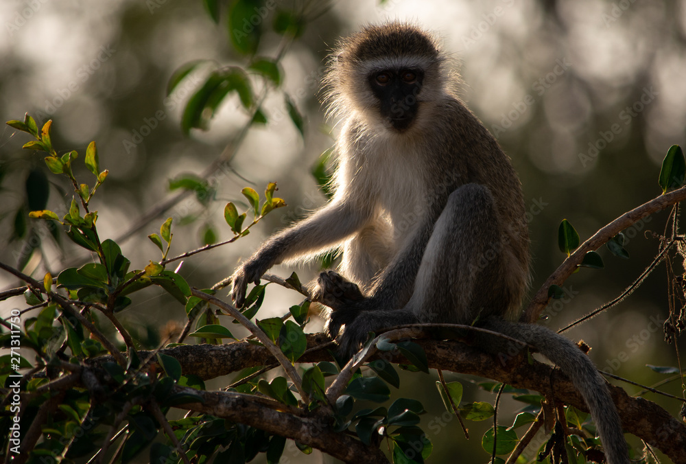 Vervet monkey backlit in a tree facing forwards