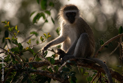 Vervet monkey backlit in a tree facing forwards