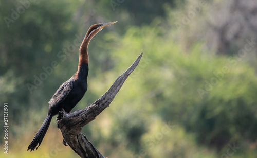 Photography African darter on a branch
