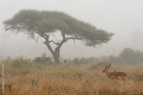 impala ram and tree in the mist