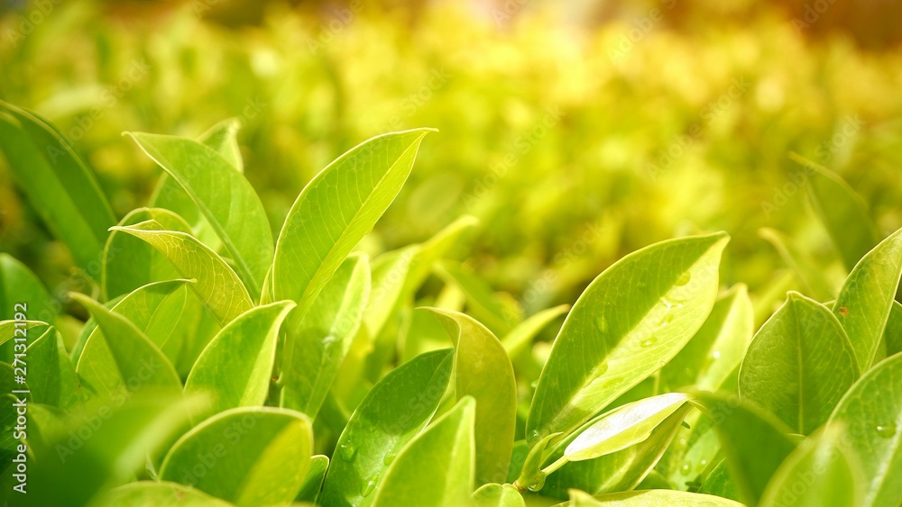 Close up natural view of many green leaves are growing with flare light and blur greenery background in botanical garden, using green plants landscape, natural background and fresh wallpaper concept Close up natural view of many green leaves are growing with flare light and blur greenery background in botanical garden, using green plants landscape, natural background and fresh wallpaper concept