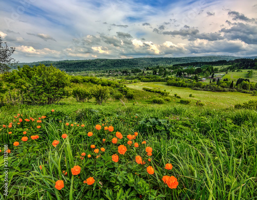 Orange wild flowers Trollius asiaticus on hill - spring rural landscape