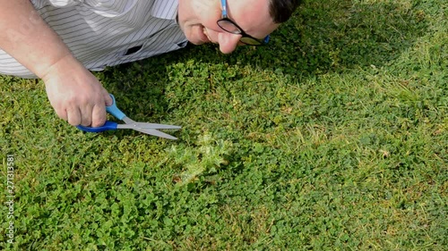 Mature man in glasses lies on bright green grass for trimming a plant with leaves by stationery scissors. Close up high angle view