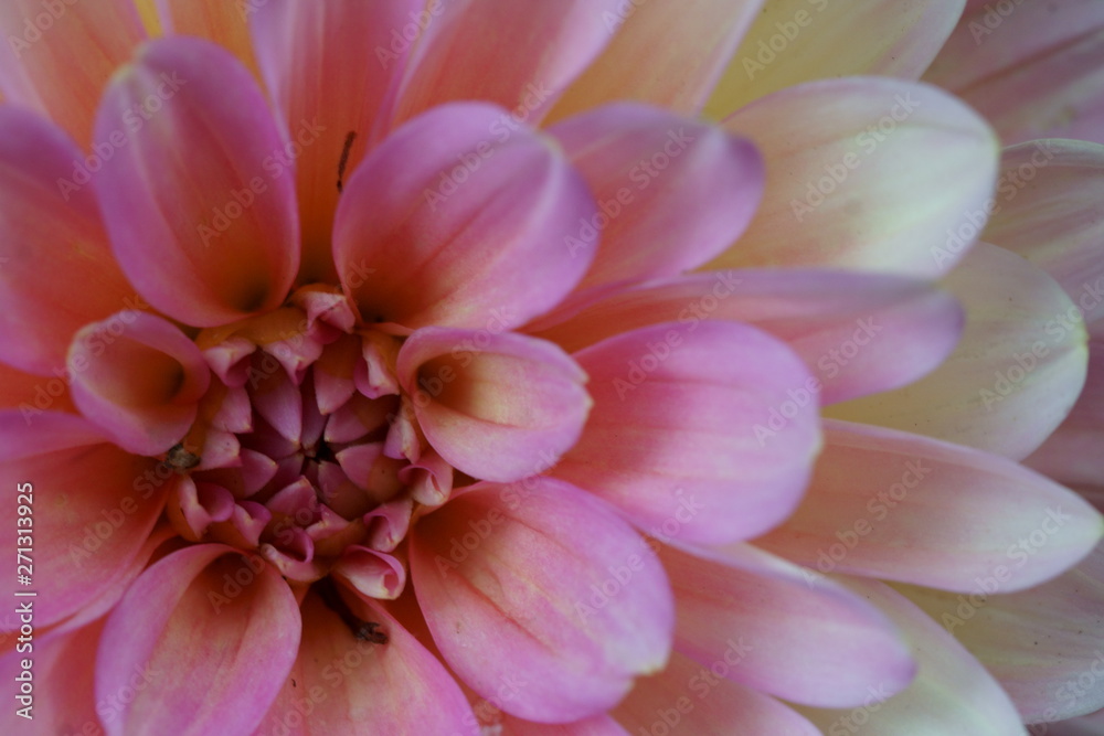 A closeup of pink Dahlia flower.