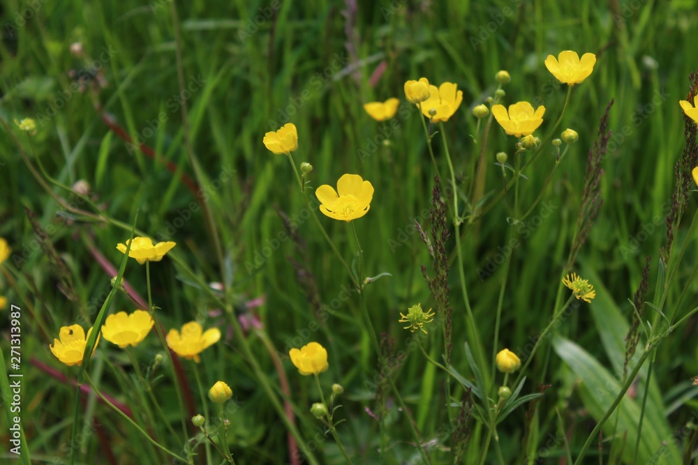 Obraz premium Hahnenfuß