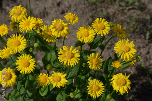 Beautiful yellow daisies and green leaves against the background of the soil. Care of flowers