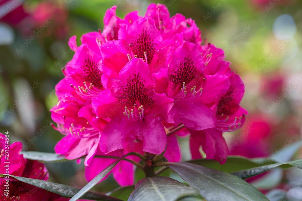 Red rhododendron Nova Zembla, lush bloom in the nursery of rhododenrons. Red rhododendron Nova Zembla, lush bloom in the nursery of rhododenrons.