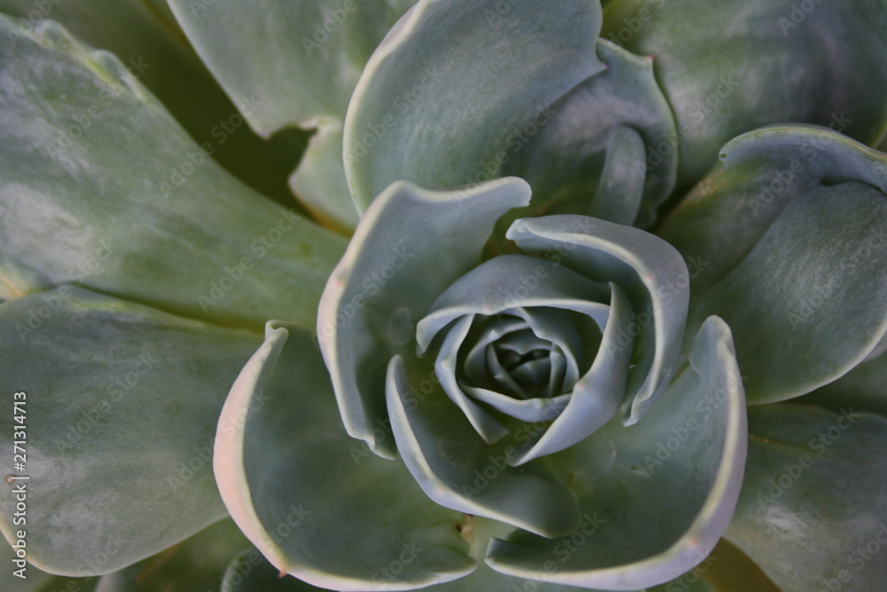 Succulent Succulent