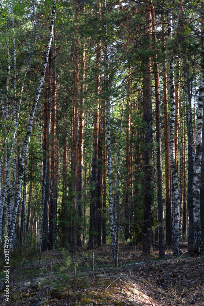 Fototapeta premium Green pine and birch trees in forest in summer