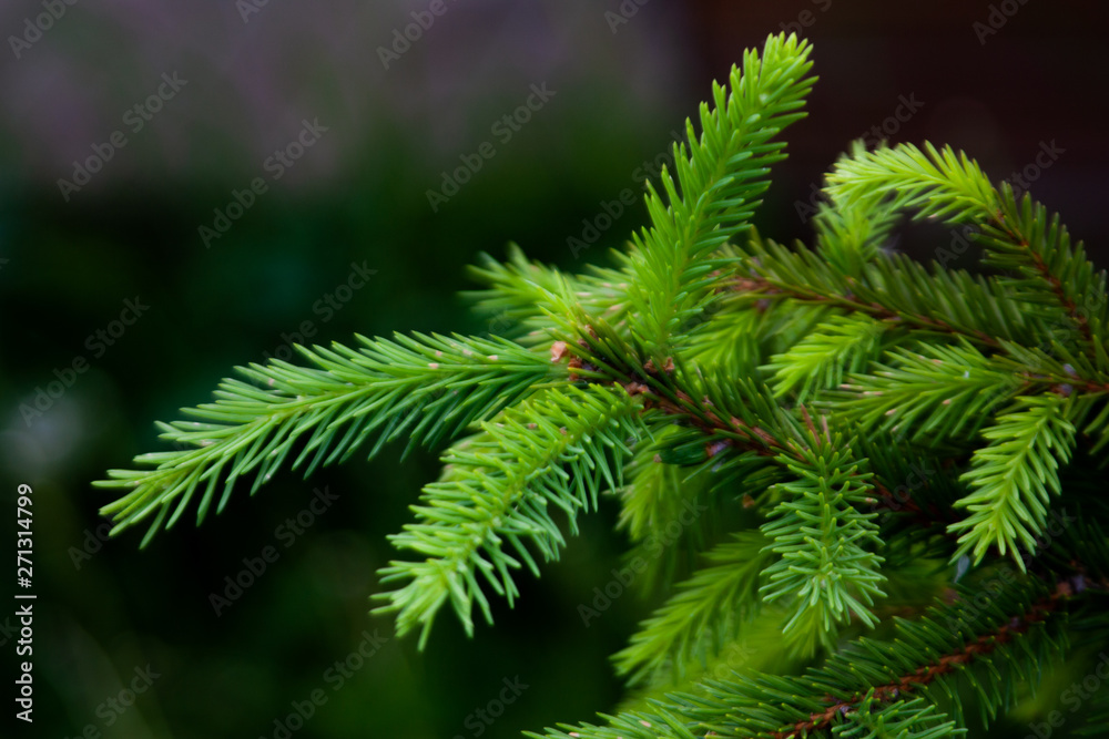 Green spruce branch macro