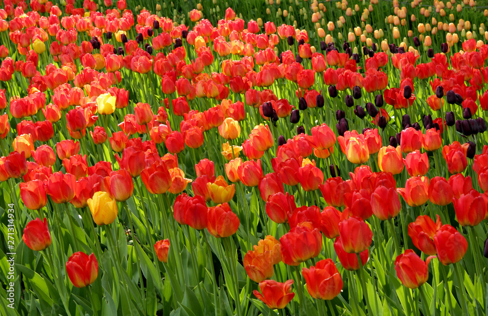 Different color tulips