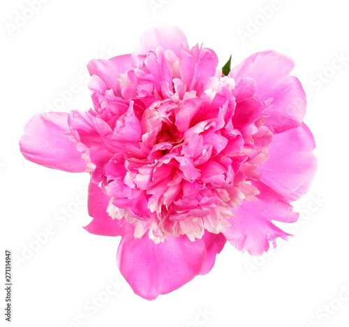 Pink peony flower