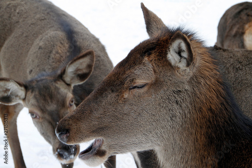 Fototapeta Naklejka Na Ścianę i Meble -  Female deer, deer, cervidae, mountain meadow, thuringia, germany, europe
