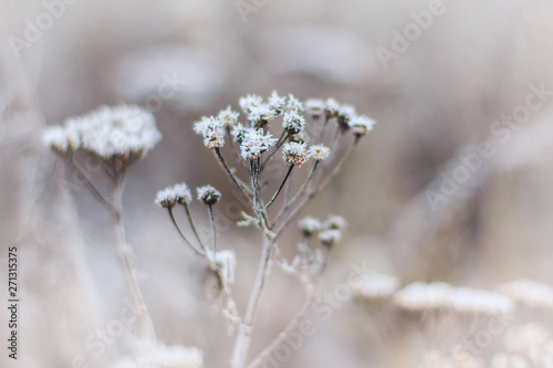 Snow covered plants. Hoarfrosted herbs © Anatoly