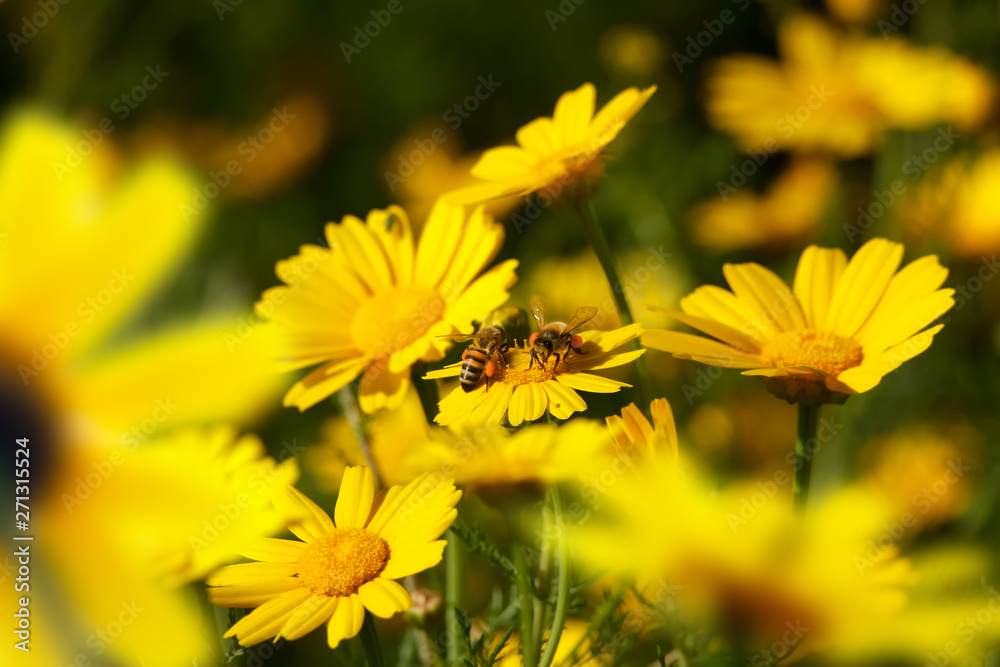 Close up honeybee busy on yellow daisy flower on flower covered field Close up honeybee busy on yellow daisy flower on flower covered field