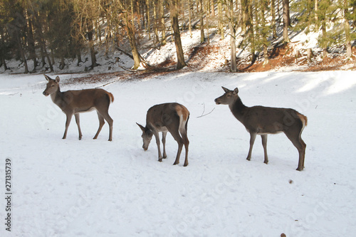 Fototapeta Naklejka Na Ścianę i Meble -  Female deer, deer, cervidae, mountain meadow, thuringia, germany, europe