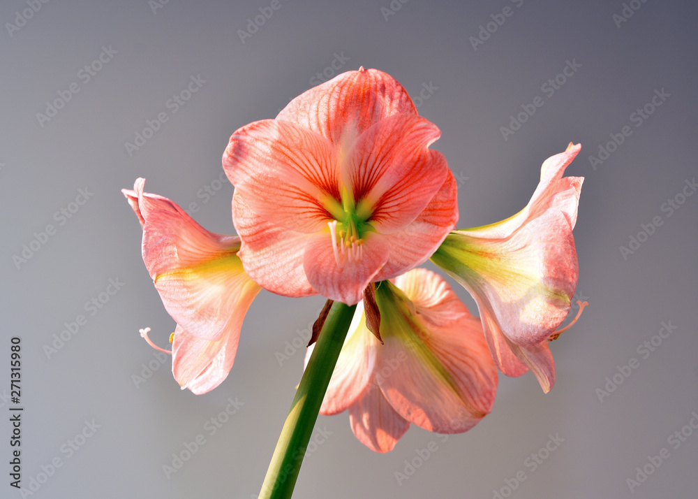 Amaryllis flower blooming on grey background Amaryllis flower blooming on grey background
