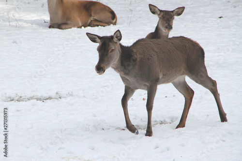 Fototapeta Naklejka Na Ścianę i Meble -  Female deer, deer, cervidae, mountain meadow, thuringia, germany, europe