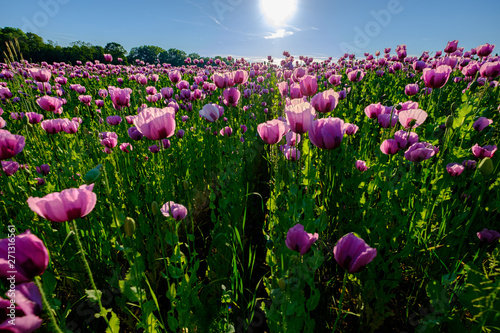 Mohnfeld in Pink