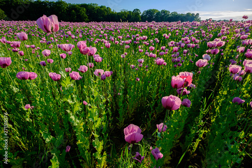 Mohnfeld in Pink