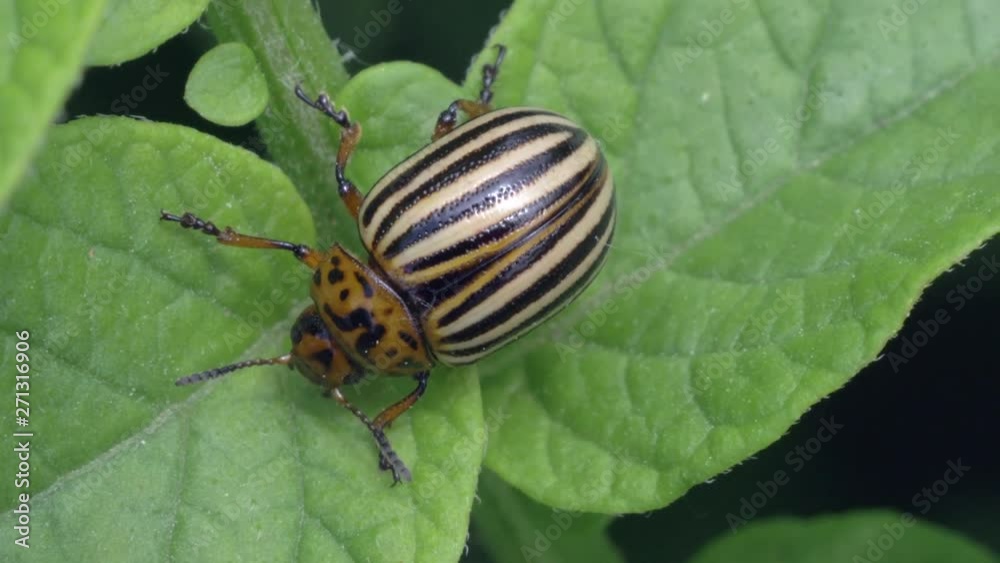 Colorado potato beetles, plant pest, insects vermin. Colorado potato beetles, plant pest, insects vermin.