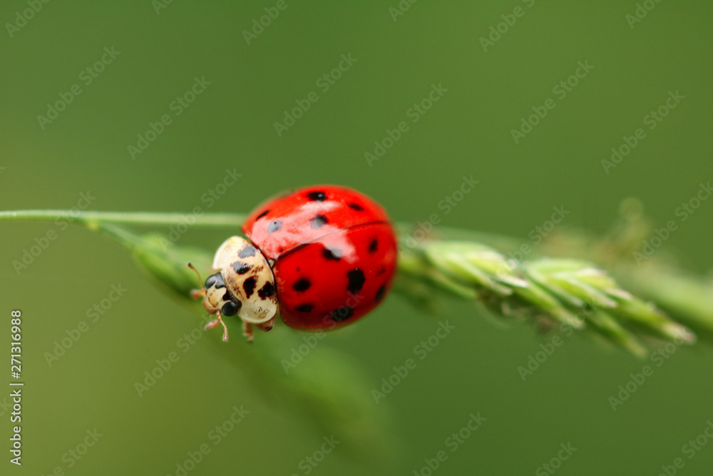 Obraz premium 11 écluses #5