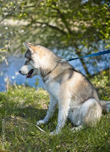Beautiful husky dog is sitting under the tree in the park