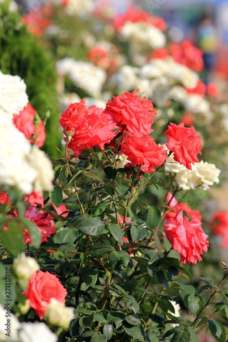 Red roses in the garden