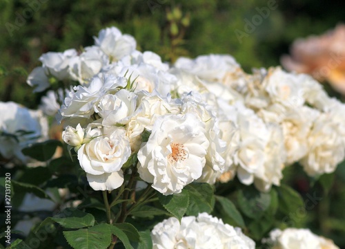 White roses in the garden