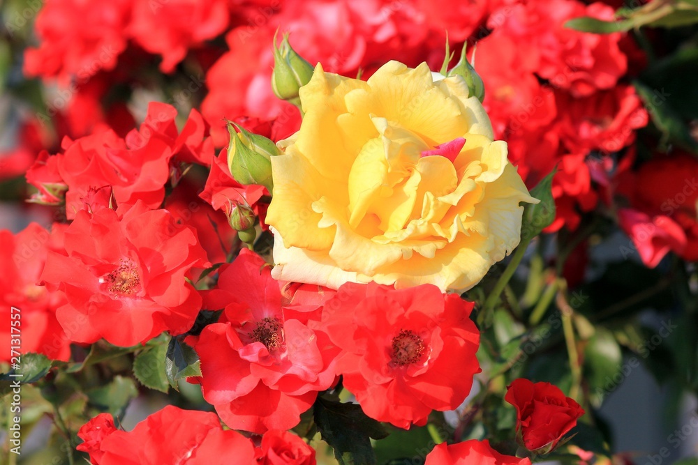 A yellow rose among the red roses A yellow rose among the red roses