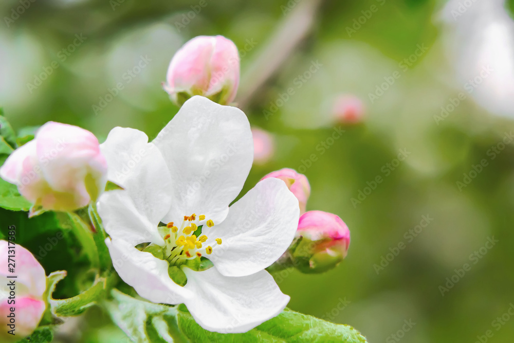 apple flower with buds in the spring garden - delicate beautiful spring natural background with copy space, place for text apple flower with buds in the spring garden - delicate beautiful spring natural background with copy space, place for text