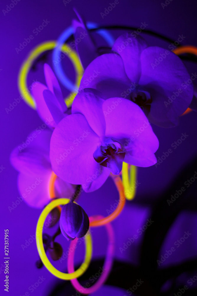 Orchid flower in neon light. Trendy gradient of pink, purple and