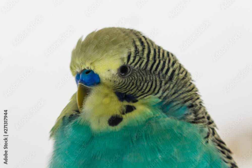 Fototapeta premium Budgie