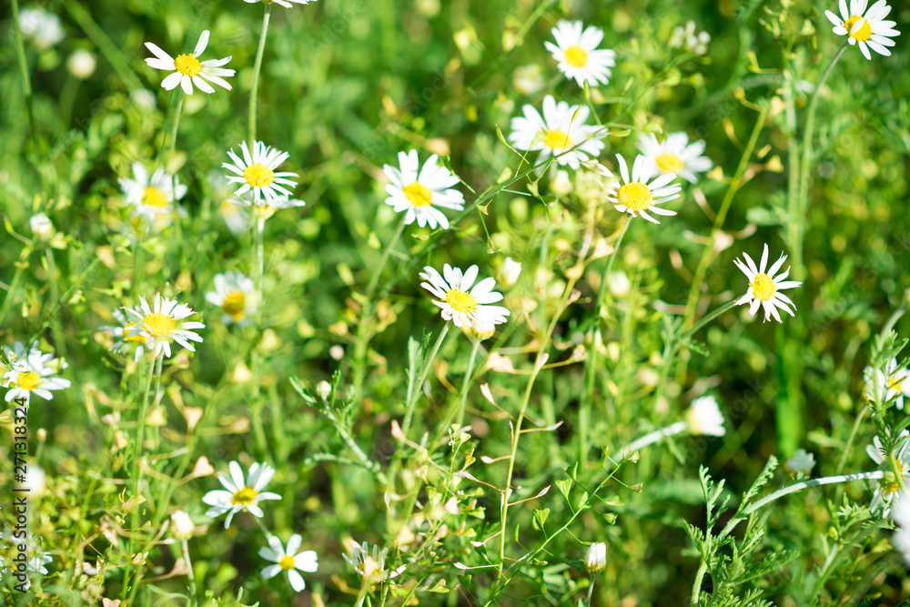 Daisies. Small daisies on a green meadow. Flowers. Selective focus Daisies. Small daisies on a green meadow. Flowers. Selective focus