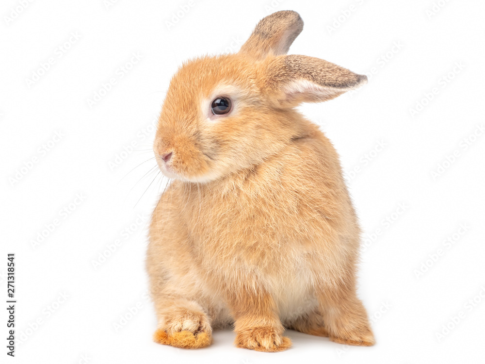 Orange-brown cute young rabbit isolated on white background. Lovely young rabbit sitting. Orange-brown cute young rabbit isolated on white background. Lovely young rabbit sitting.