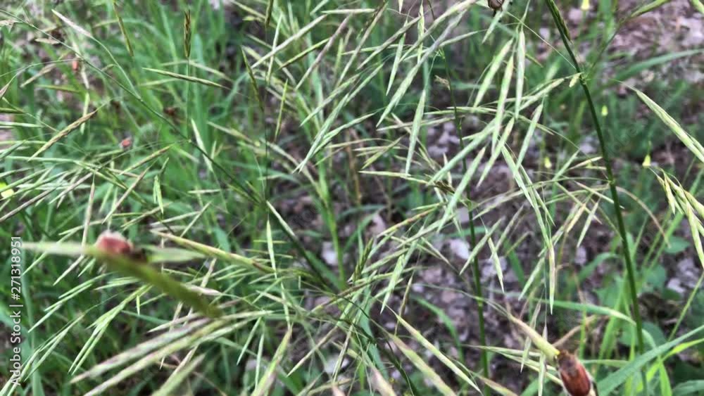 Junikäfer (Rhizotrogus marginipes) Junikäfer (Rhizotrogus marginipes)