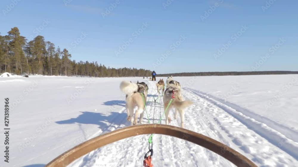 Dog sledding tour on a sunny day in Finland. Moving camera Dog sledding tour on a sunny day in Finland. Moving camera