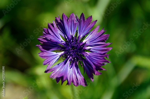 Lilafarbene Kornblume mit Bl  tenkorb