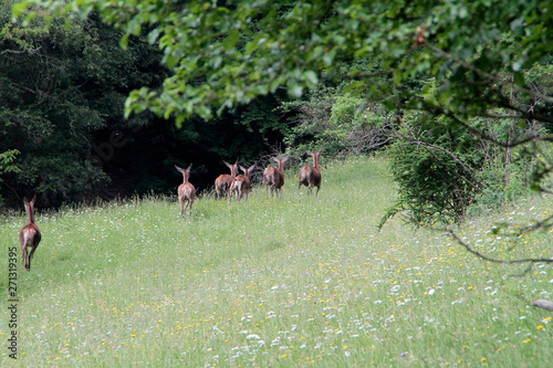 Fototapeta Naklejka Na Ścianę i Meble -  Female deer, deer, cervidae, mountain meadow, thuringia, germany, europe