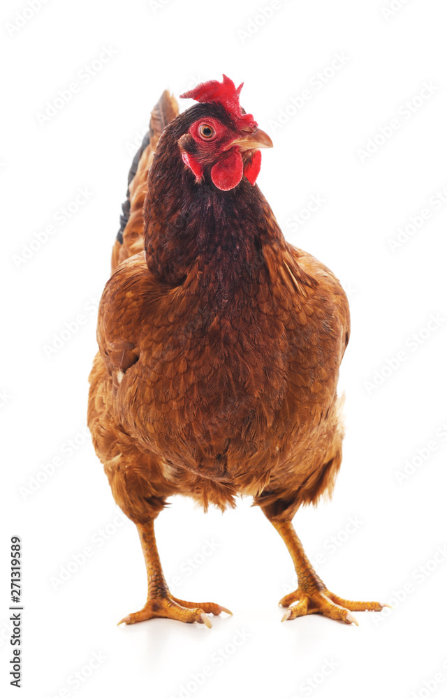 Fototapeta premium Young brown chicken.