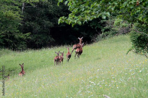 Fototapeta Naklejka Na Ścianę i Meble -  Female deer, deer, cervidae, mountain meadow, thuringia, germany, europe