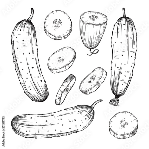Set of different cucumbers isolated on white background. Vector