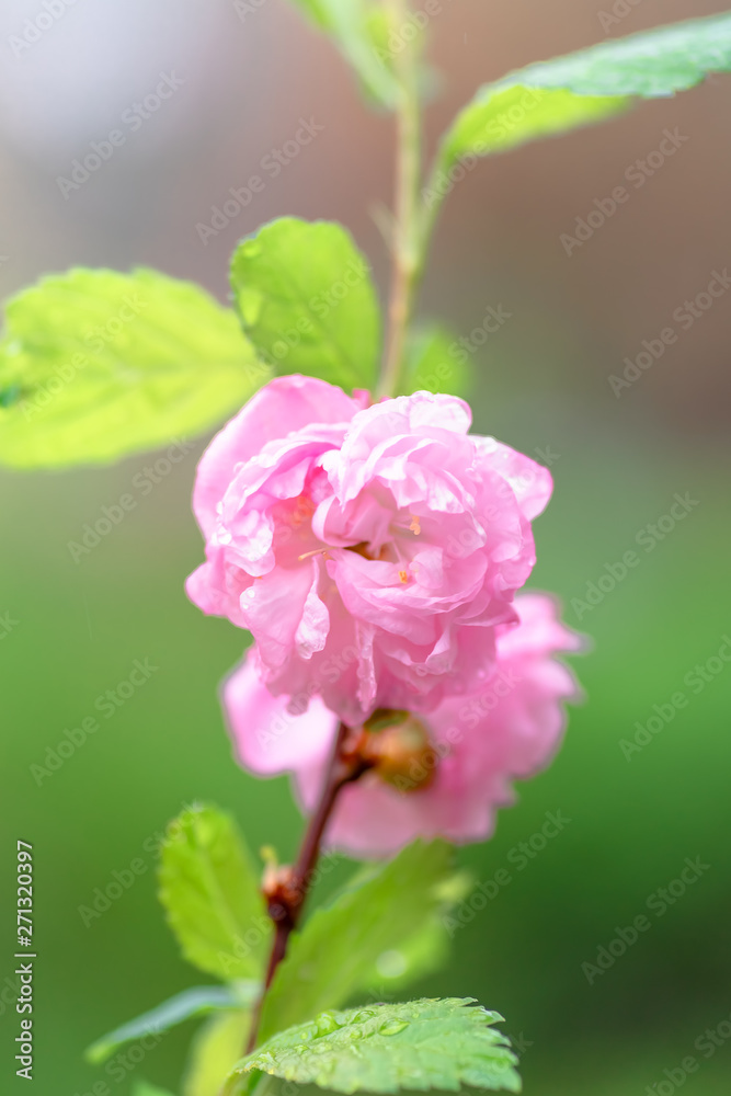 Pink flower sakura bloom in spring season, closeup Pink flower sakura bloom in spring season, closeup