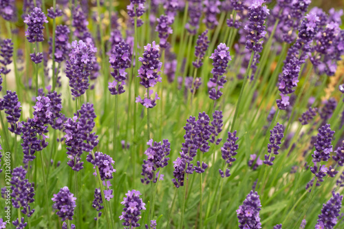 Lavender flowers in full bloom © Formatoriginal