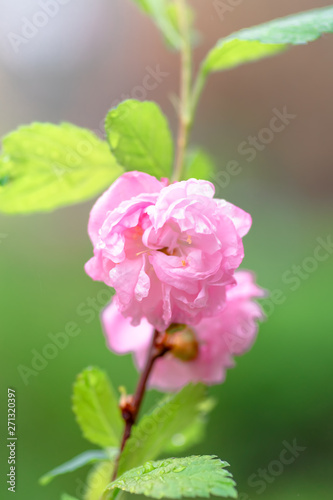 Pink flower sakura bloom in spring season, closeup