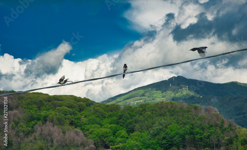 Group of magpies on an electric cable, Italy.