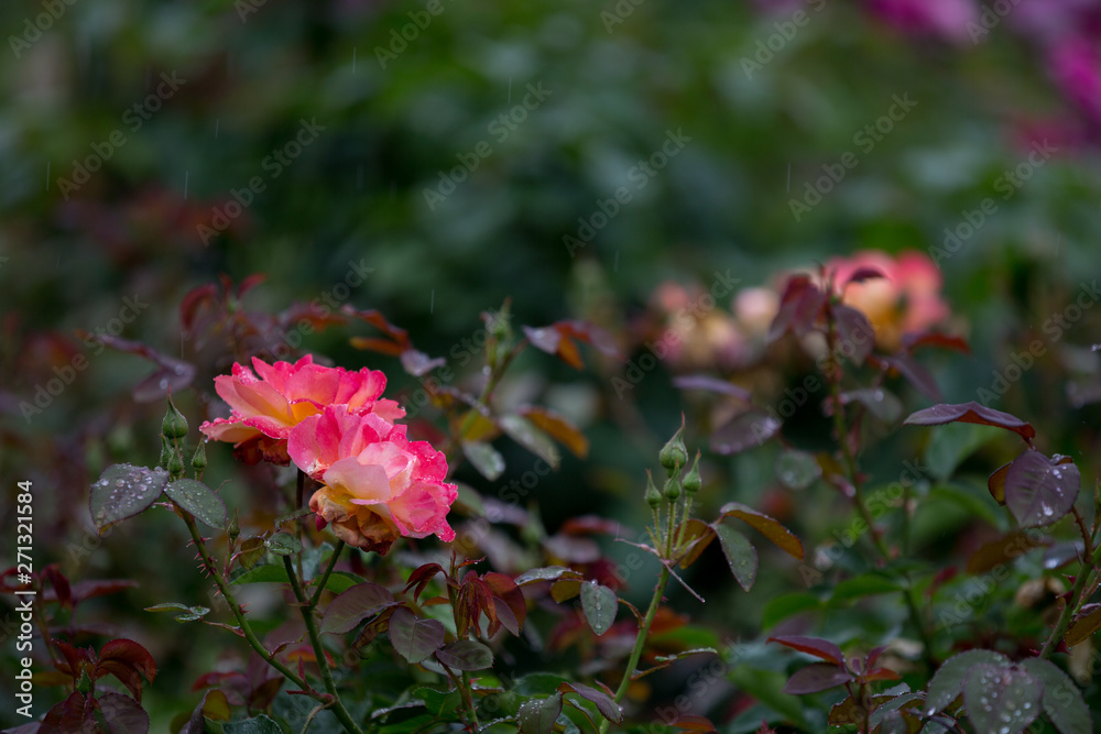 Obraz premium バラの花