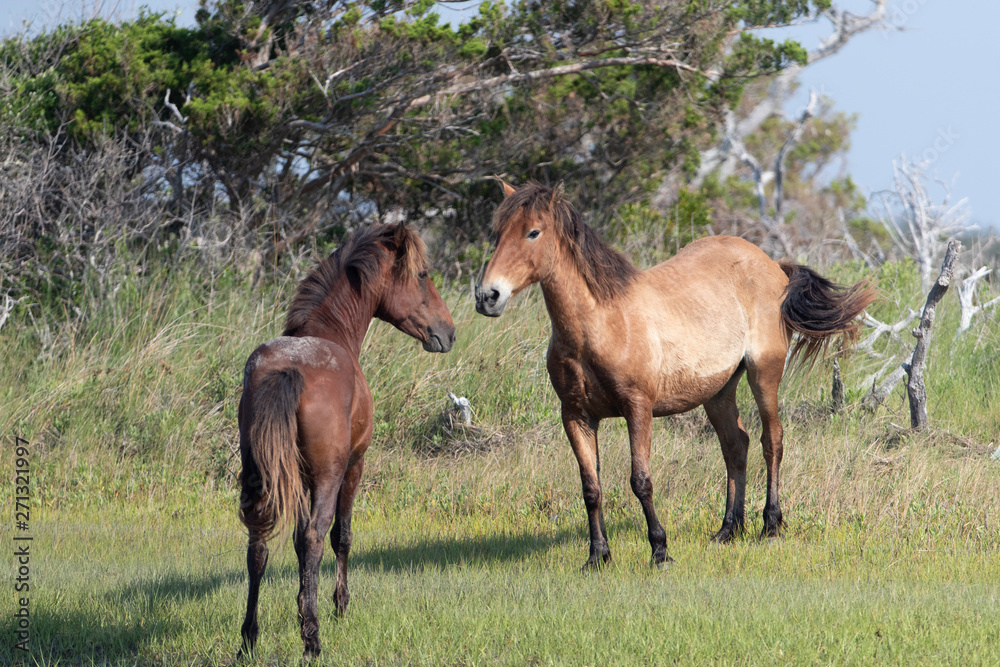 Wild Horses on the Rachel Carson Reserve of the Coast near Beaufort, North Carolina Wild Horses on the Rachel Carson Reserve of the Coast near Beaufort, North Carolina