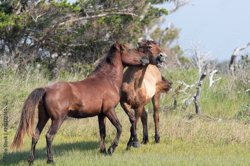 Wild Horses on the Rachel Carson Reserve of the Coast near Beaufort, North Carolina Wild Horses on the Rachel Carson Reserve of the Coast near Beaufort, North Carolina