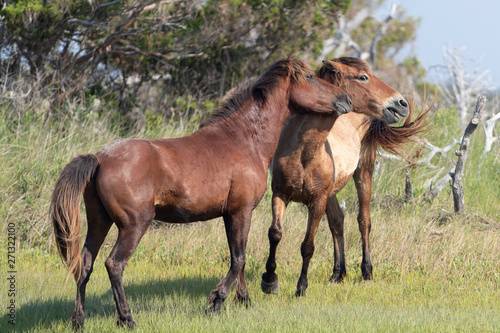 Wild Horses on the Rachel Carson Reserve of the Coast near Beaufort  North Carolina 